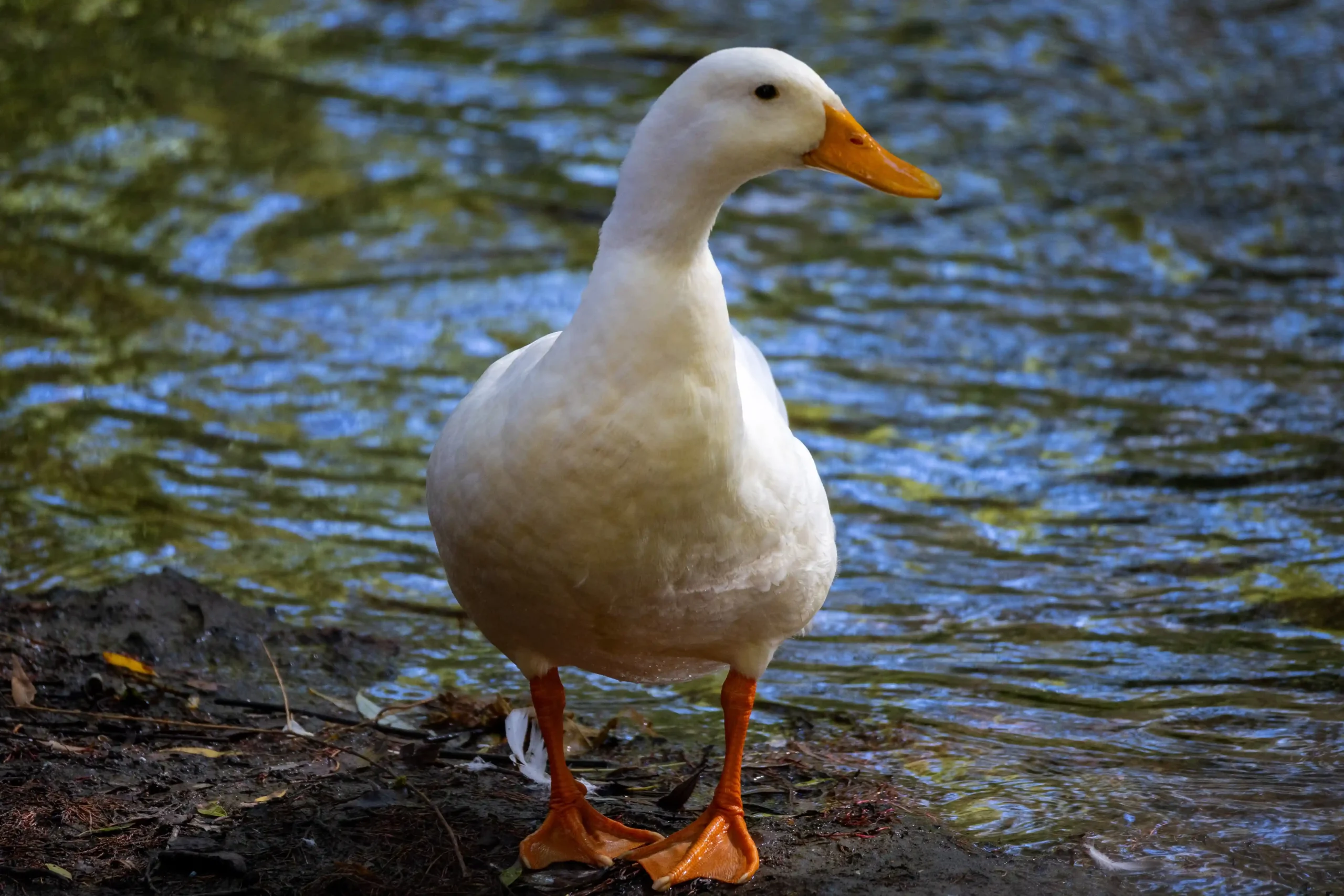 IMG_9247_11zon_6_11zon