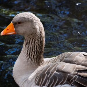 Pato Gris