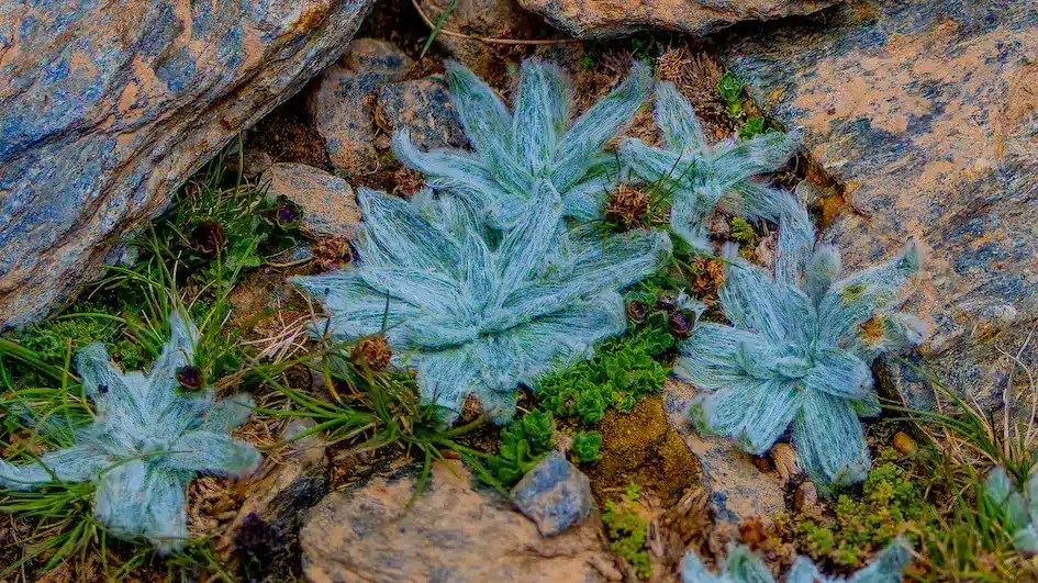 Estrella de las Nieves